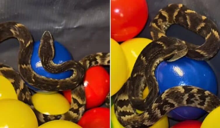 Jararaca é encontrada em piscina de bolinhas de restaurante