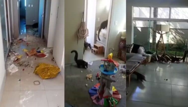 VÍDEO: ‘gangue’ de quatis invade casa e deixa bagunça e destruição
