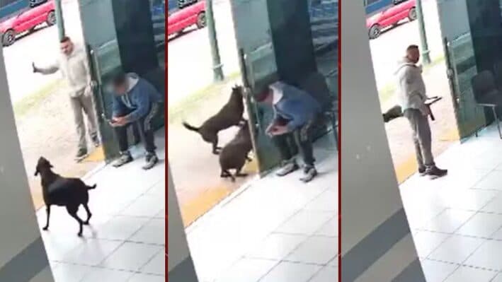 Polícia Civil ‘inocenta’ PM do Paraná que matou cão comunitário e divulga vídeo do momento dos tiros