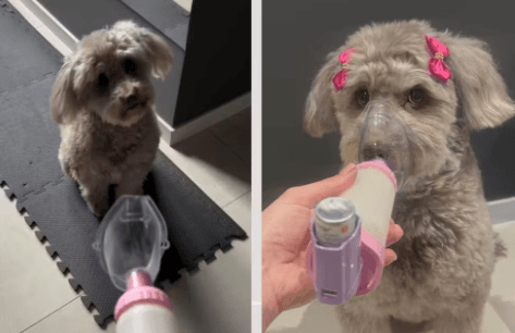 Do calor da Bahia ao frio do Paraná: cachorrinha desenvolve bronquite asmática após mudança e aprende a ‘pedir’ bombinha de inalação