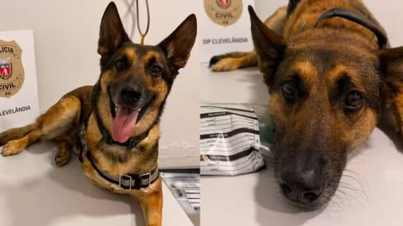 Cão policial se aposenta após diagnóstico de câncer, fica deprimido e é colocado de volta ao trabalho no Paraná