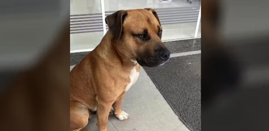 Cachorro comunitário morre após ser baleado por PM em Colombo