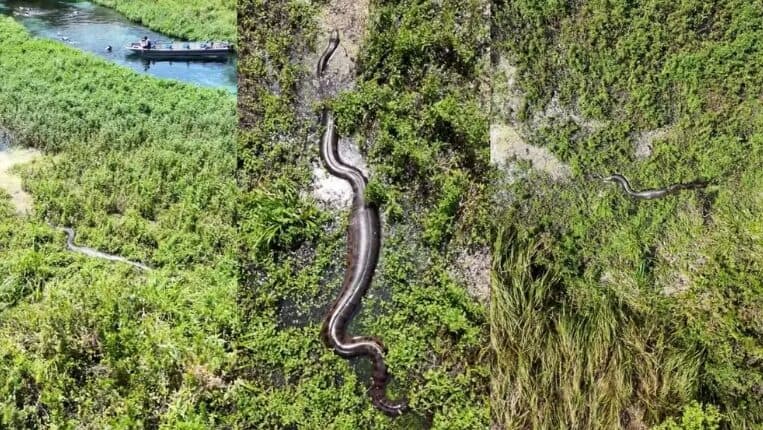 À procura de casal de sucuris, fotógrafo sobe drone e tem surpresa com cobras gigantes